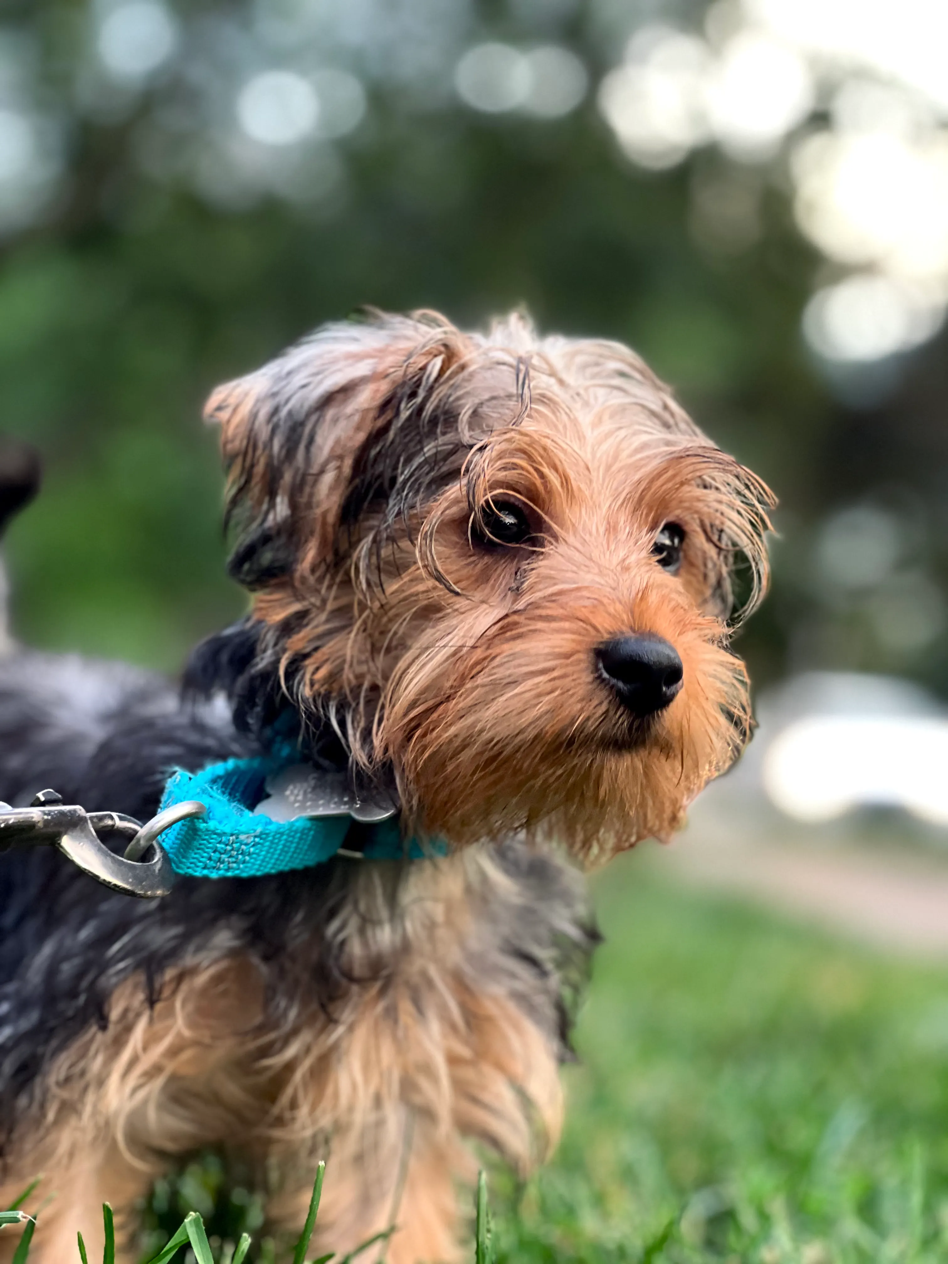 Pet Portrait Collection, photograph 1
