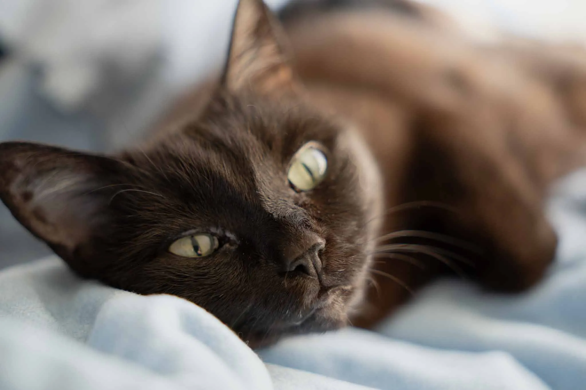 Pet Portrait Collection, photograph 2