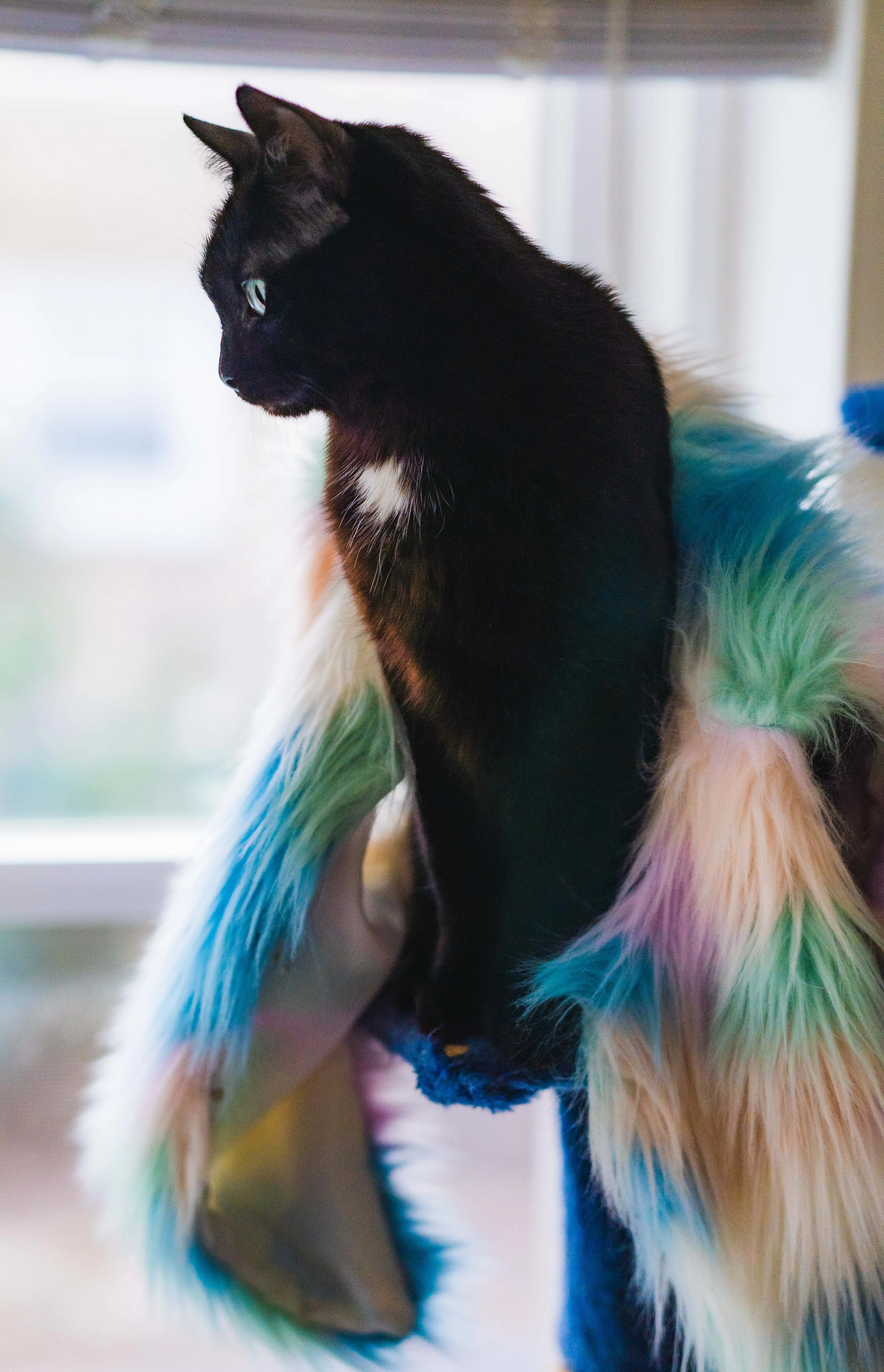 Pet Portrait Collection, photograph 3