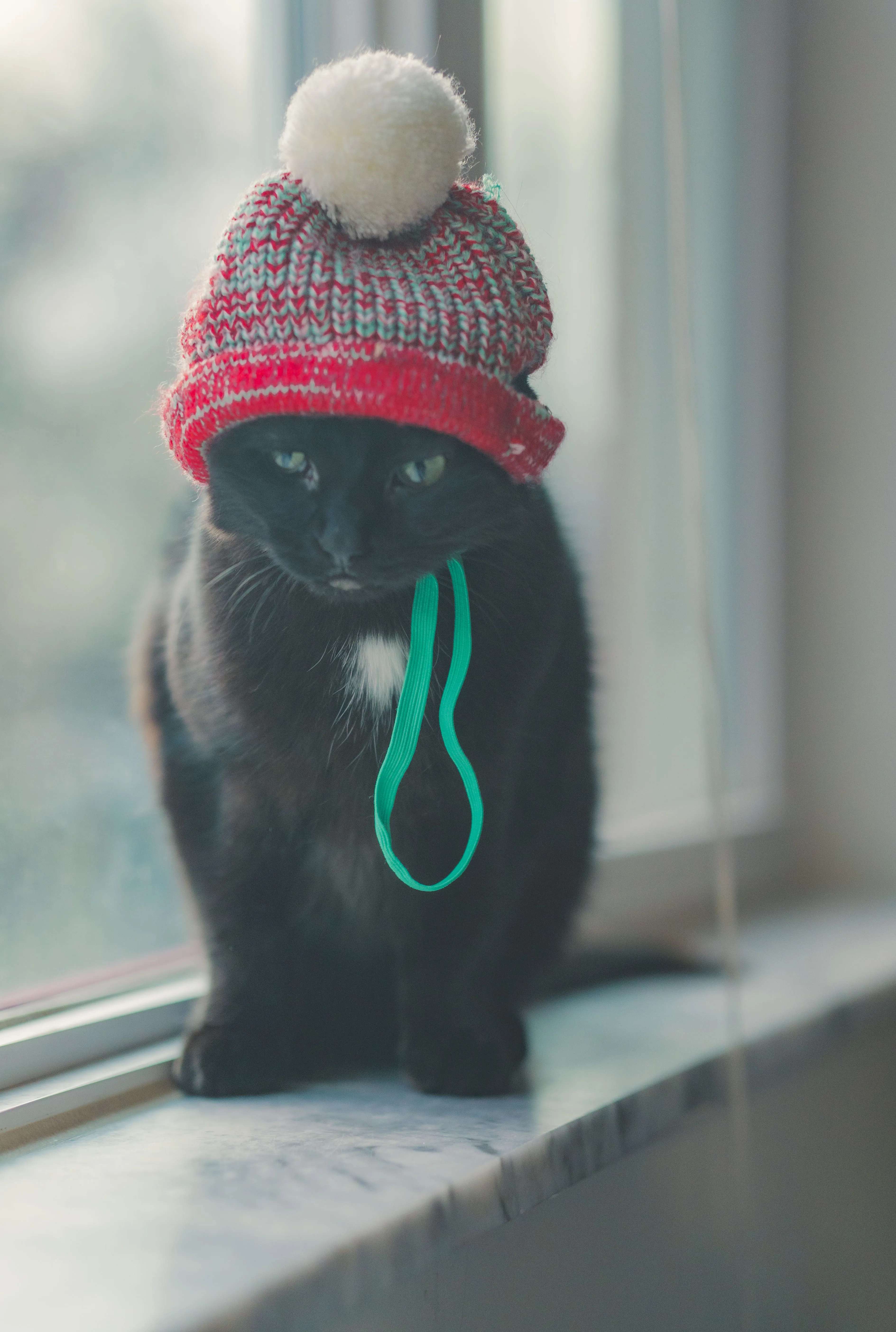 Pet Portrait Collection, photograph 4