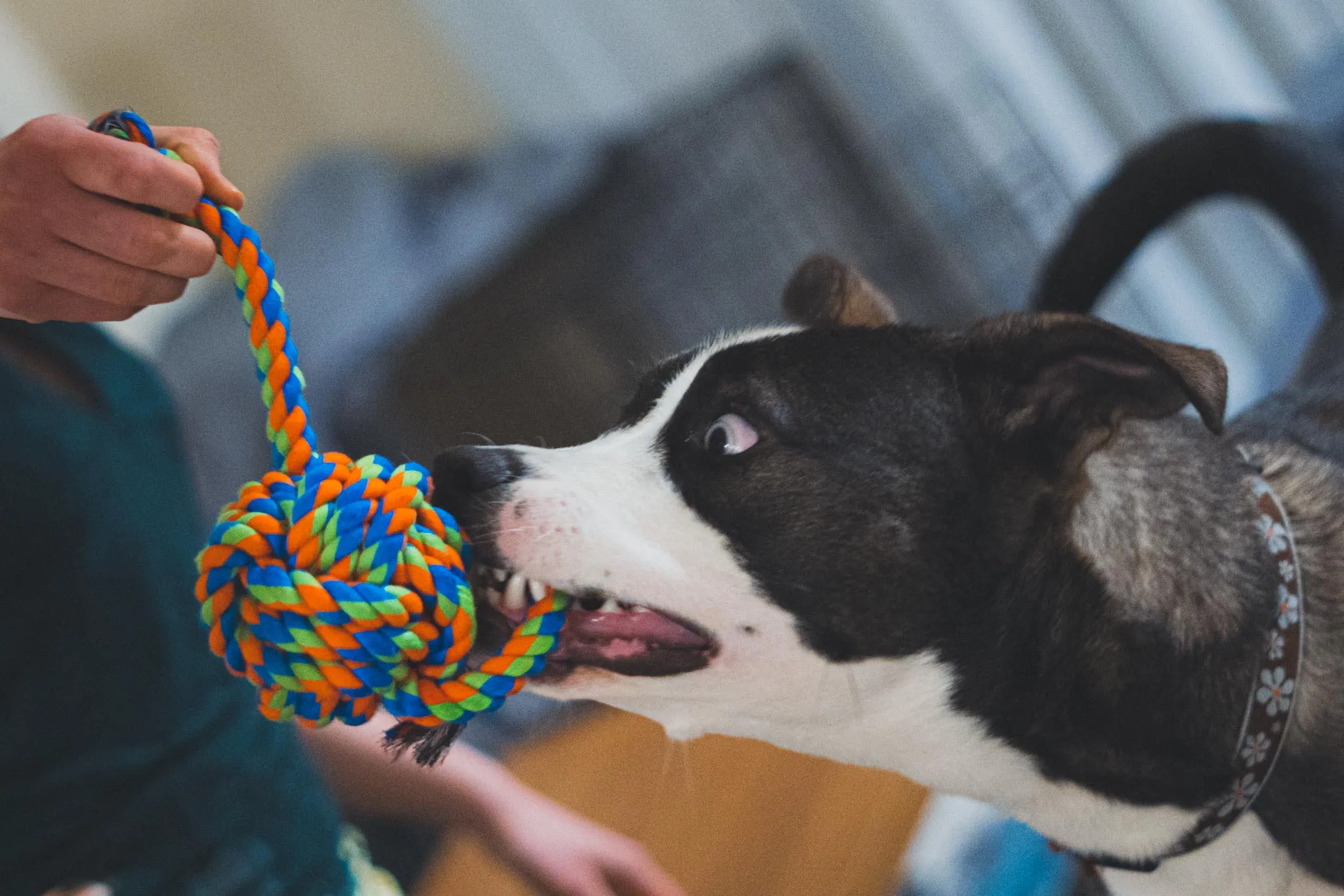 Pet Portrait Collection, photograph 5