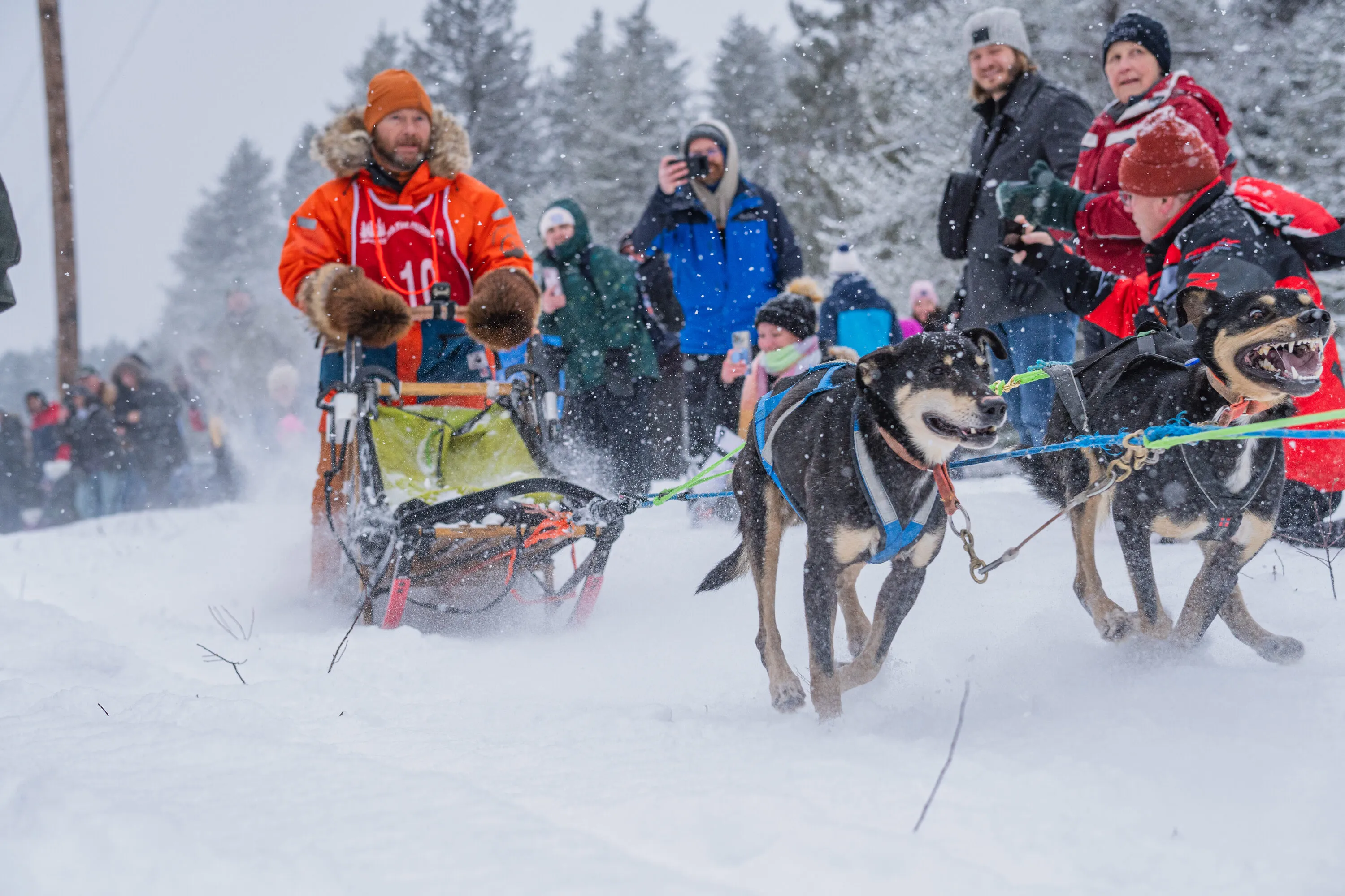UP200 Sled Dogs, photograph 3