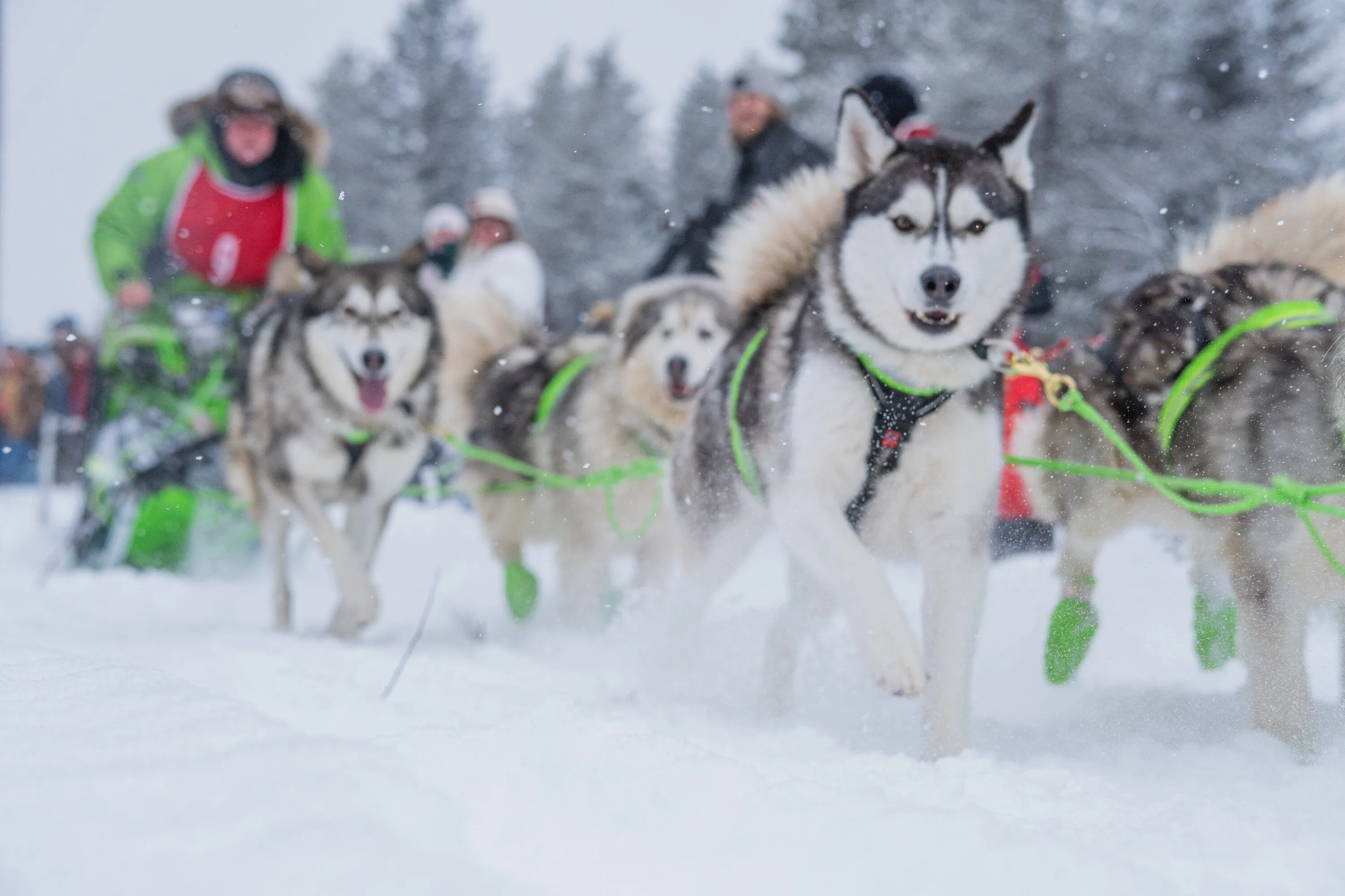 UP200 Sled Dogs, photograph 4