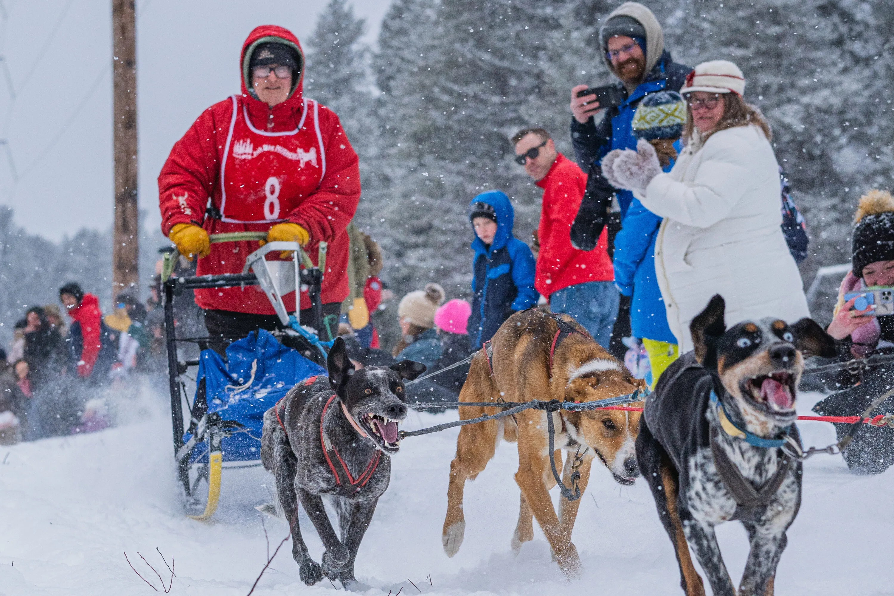 UP200 Sled Dogs, photograph 5