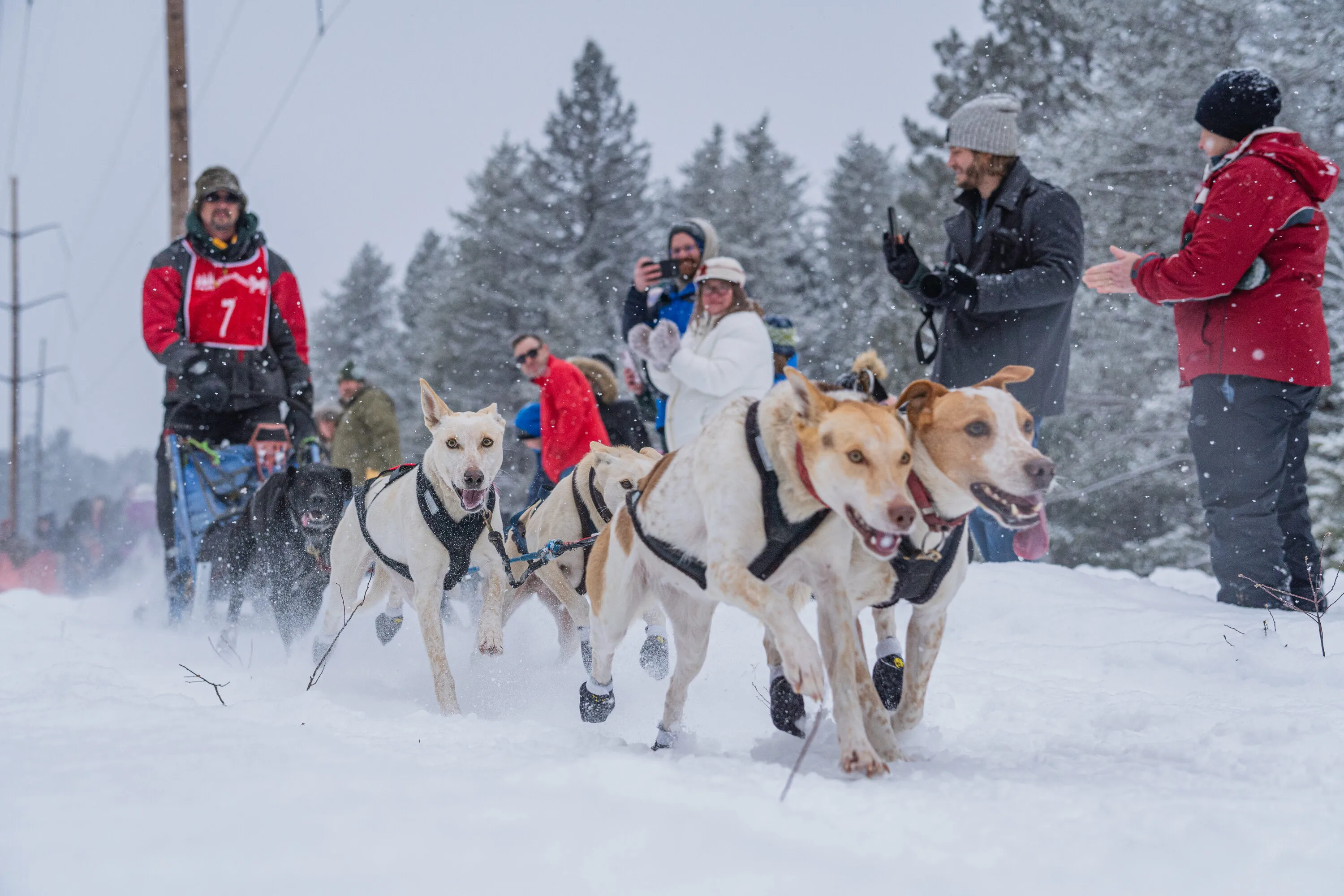 UP200 Sled Dogs, photograph 6