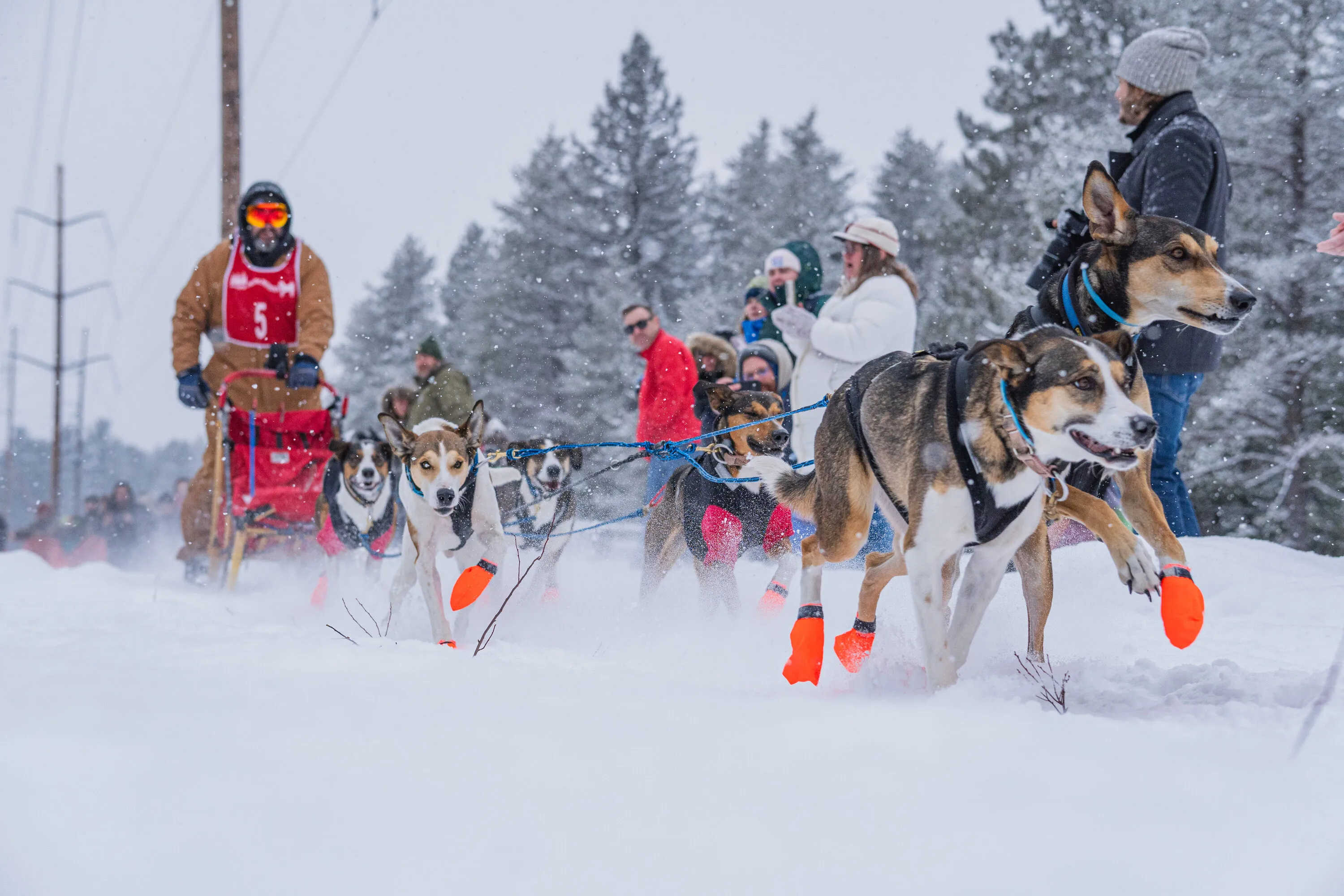 UP200 Sled Dogs, photograph 7