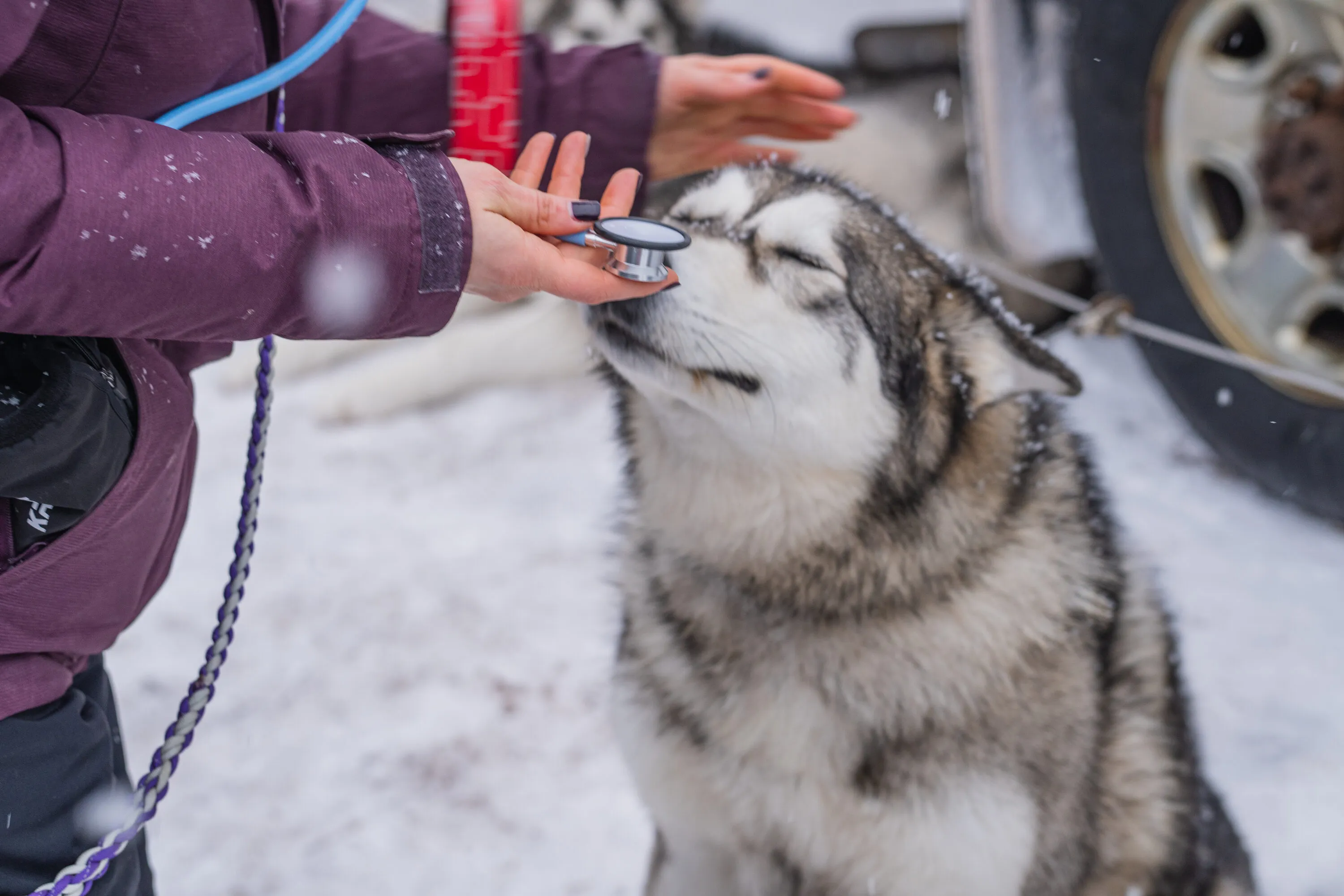UP200 Sled Dogs, photograph 8