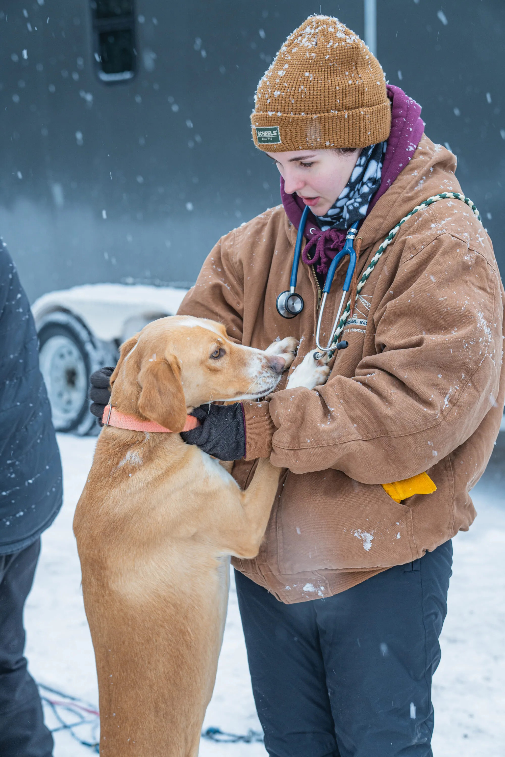 UP200 Sled Dogs, photograph 9