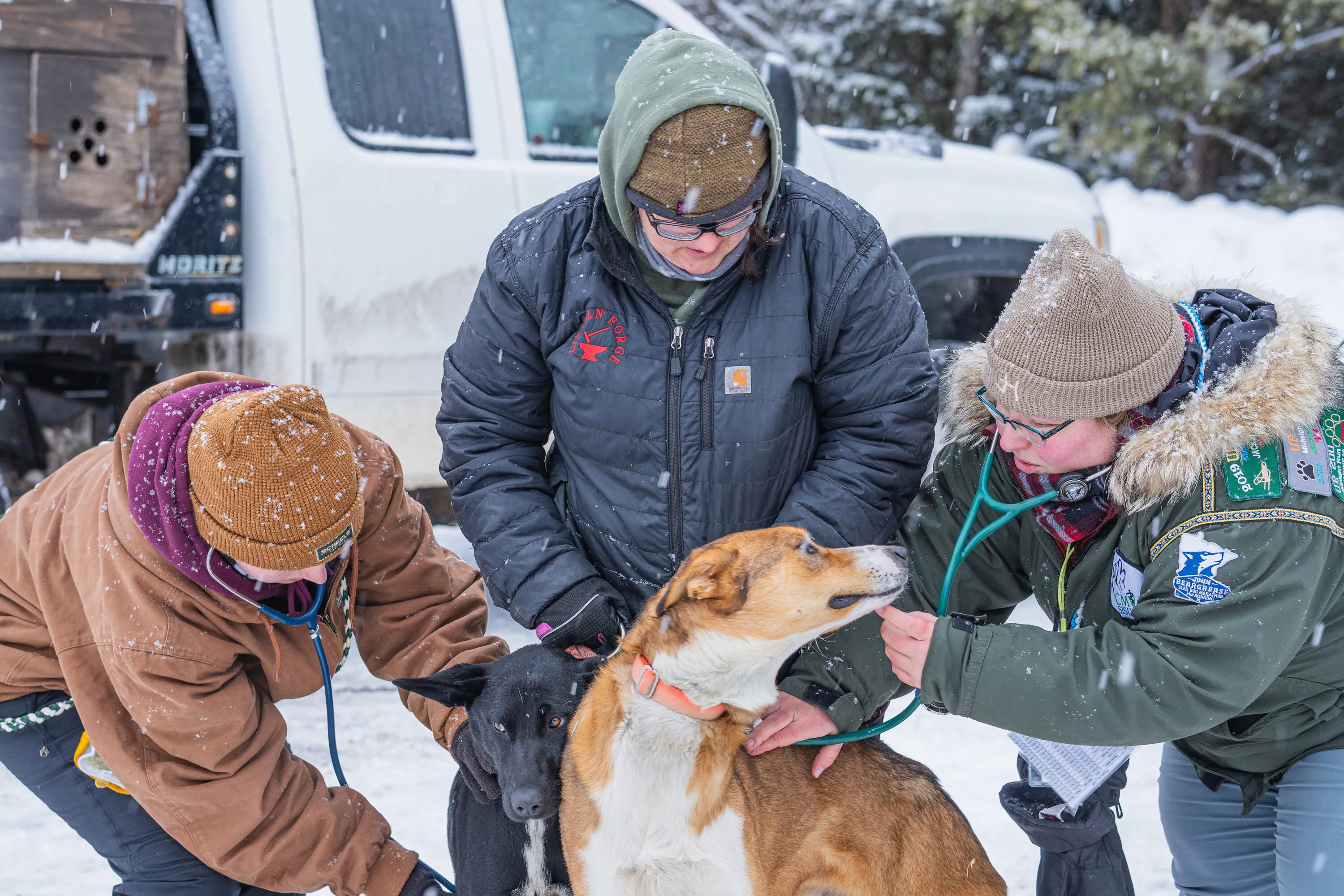 UP200 Sled Dogs, photograph 10