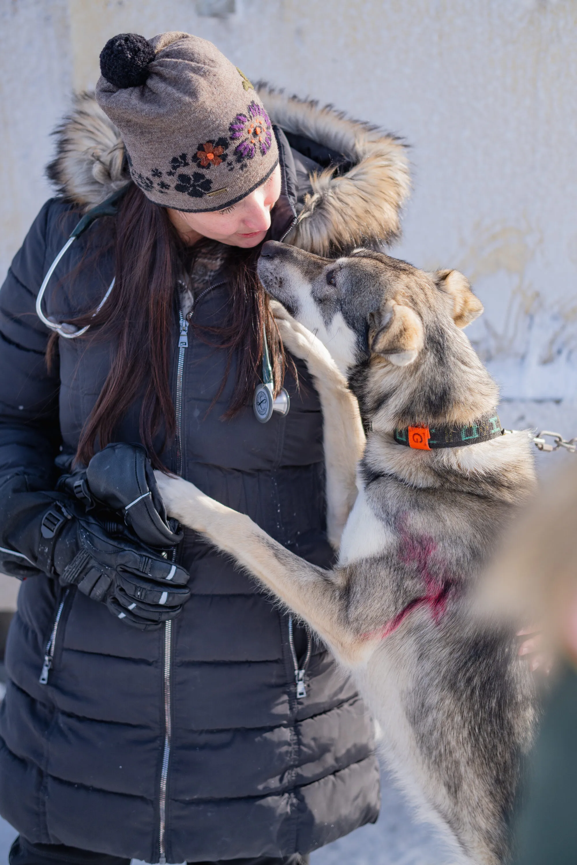 UP200 Sled Dogs, photograph 11
