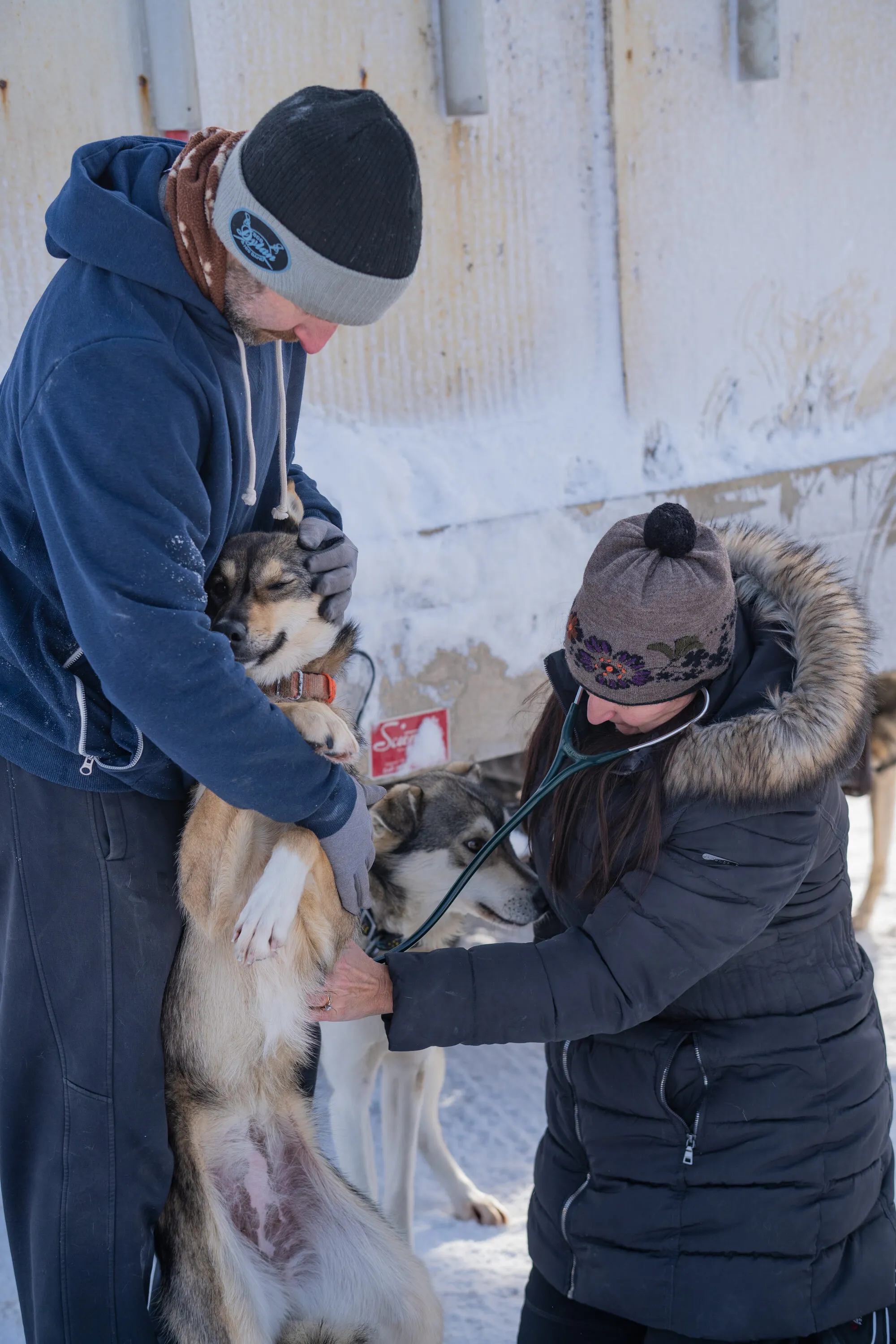 UP200 Sled Dogs, photograph 12