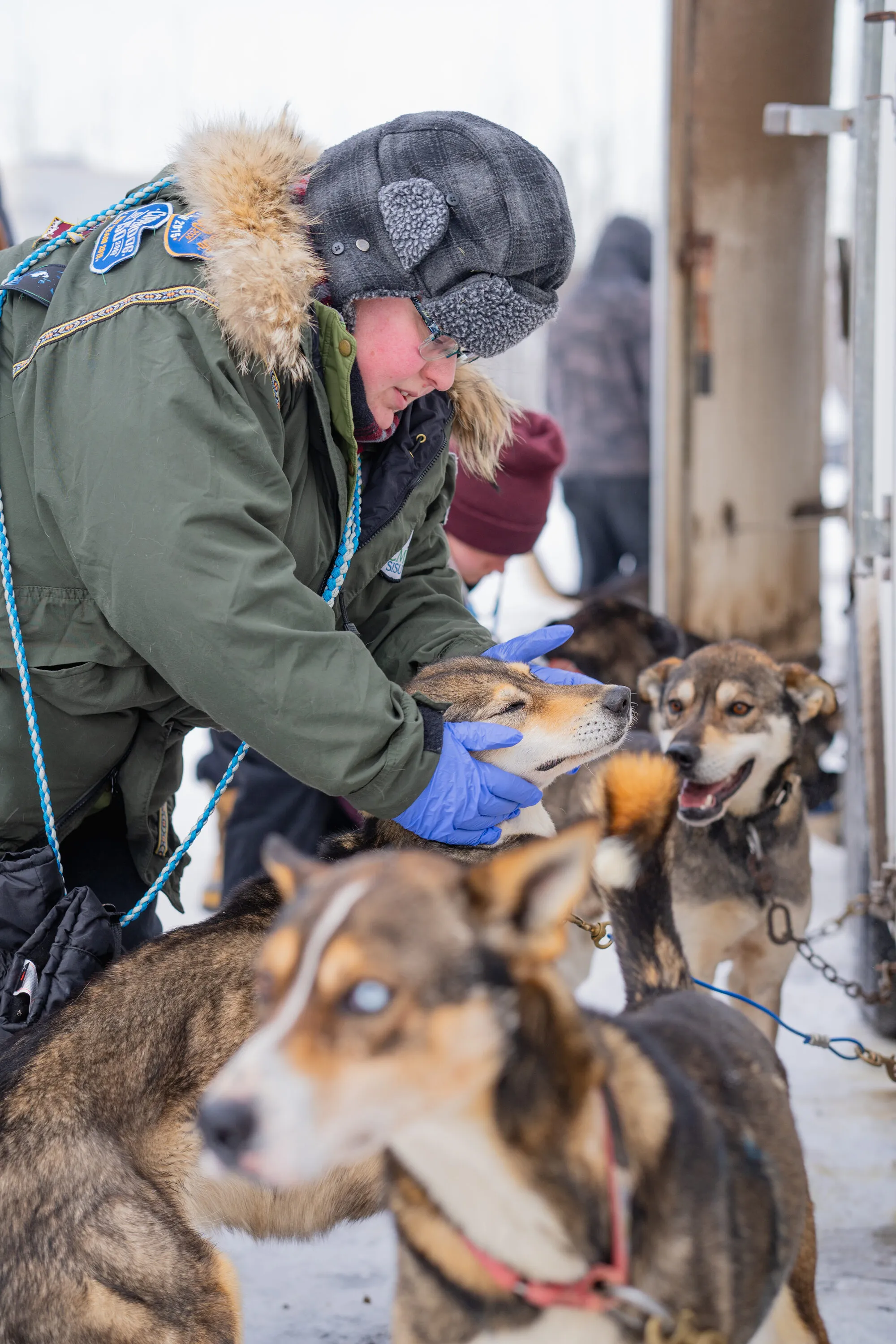 UP200 Sled Dogs, photograph 13