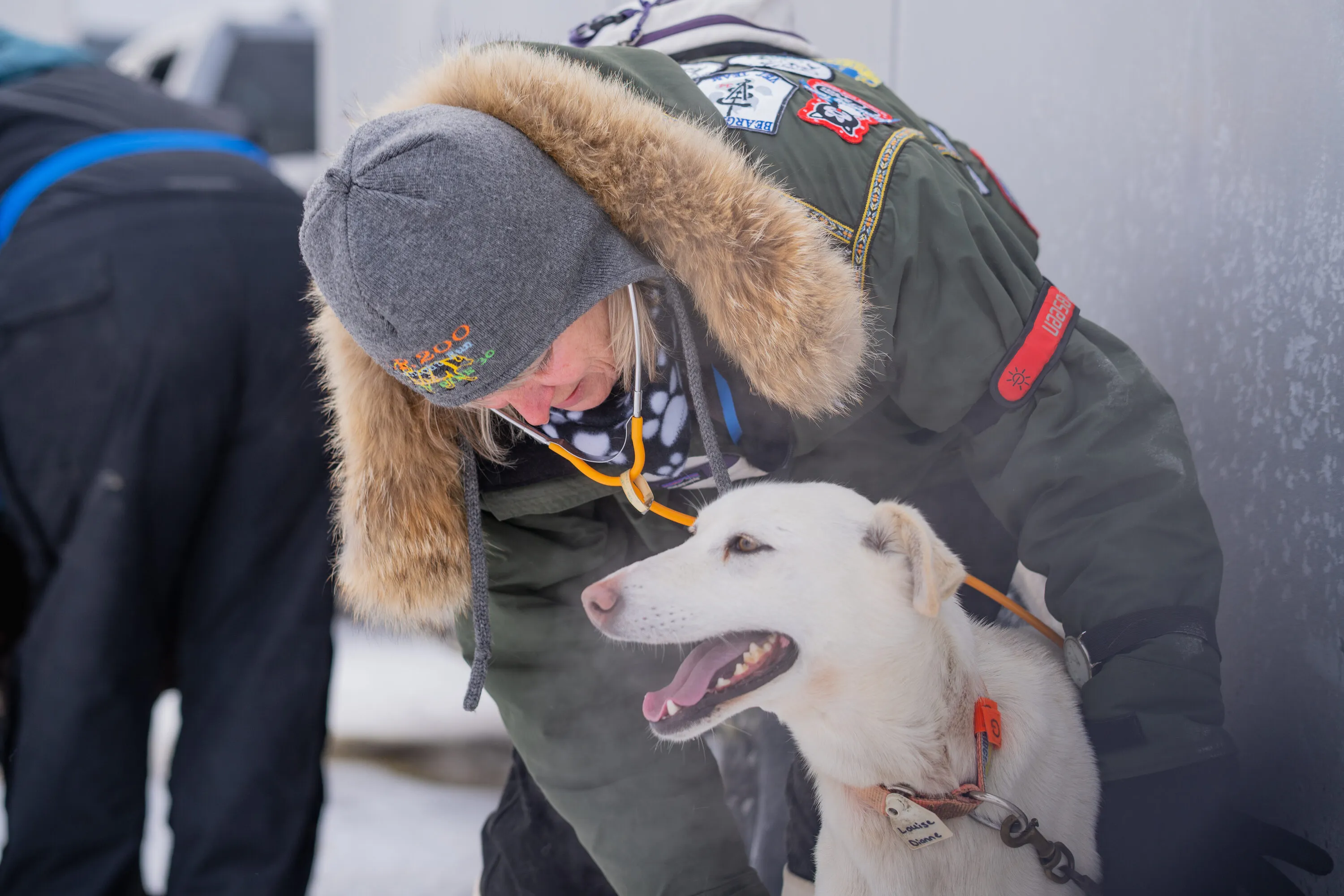 UP200 Sled Dogs