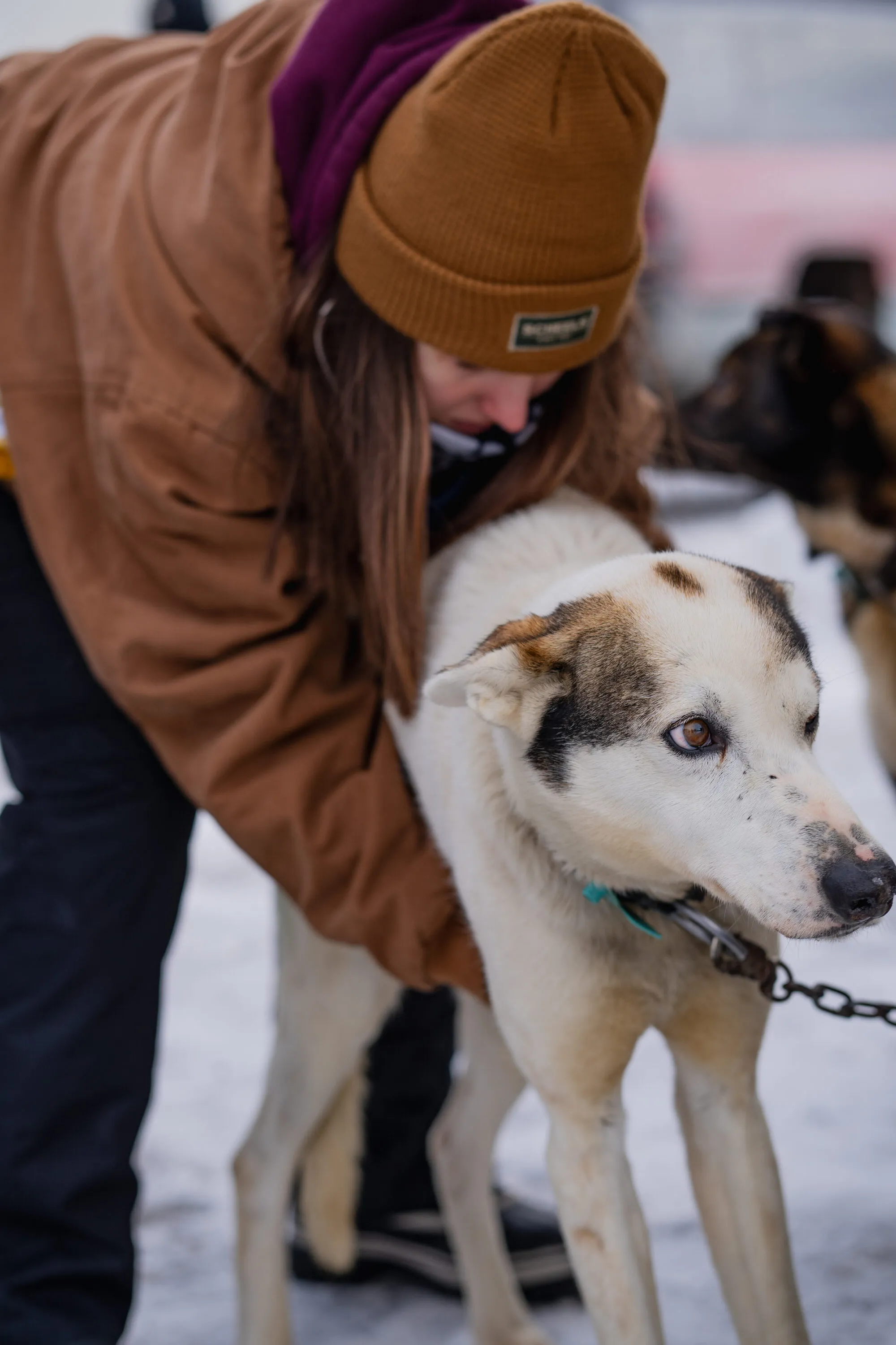 UP200 Sled Dogs, photograph 14